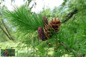 Larix decidua (4)